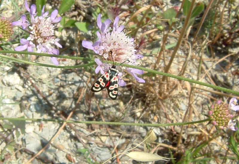 Zygaena occitanica